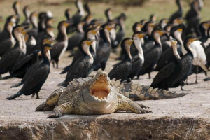 Чому крокодили тримають рот постійно відкритим? Чому крокодили тримають рот постійно відкритим?